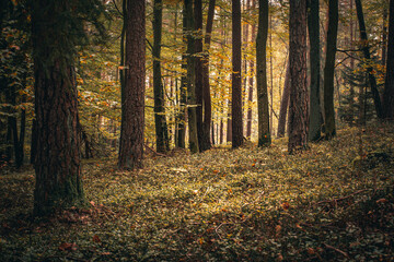 Fototapeta premium Beautiful misty autumn in the evening. Bavaria, Germany