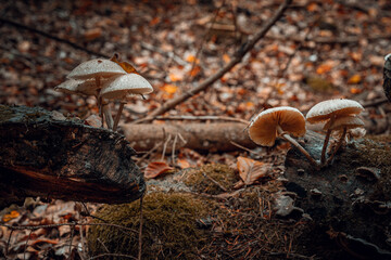 Herbst im Wald mit Pilzen, Moos, bunte Blätter und Bäume in Bayern