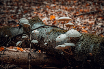 Herbst im Wald mit Pilzen, Moos, bunte Blätter und Bäume in Bayern