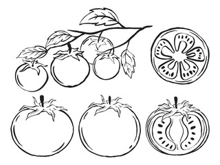 Vector hand drawn tomato outline doodle icon. Half Of Tomato, Slice Of Tomato, Cherry Tomato.