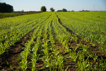 wheat culture. ear of young wheat. photo during the day.