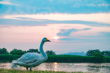 白鳥のいる風景