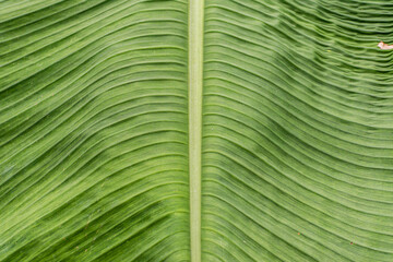 The background image is a green color of the leaves.