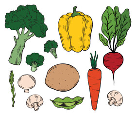 Hand drawn fresh vegetables isolated on white background