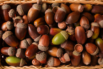 Many acorns in wicker basket, closeup view