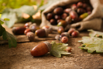Sack with many acorns and oak leaves on wooden table, closeup