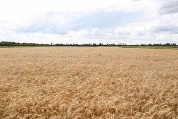 Beautiful view of agricultural field with ripe wheat spikes