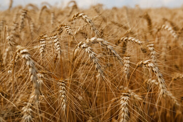 Ripe wheat spikes in agricultural field, closeup
