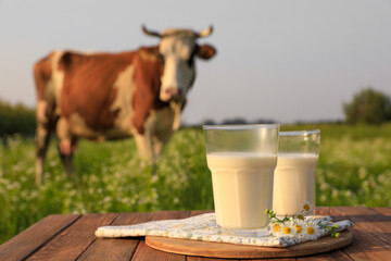 Milk with camomiles on wooden table and cow grazing in meadow