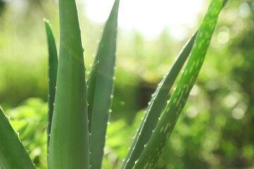 Fototapeta premium Closeup view of beautiful aloe vera plant outdoors on sunny day