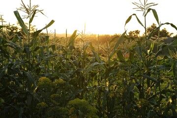 Beautiful view of corn field at sunset