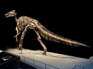 Life size skeleton of Edmontosaurus in museum