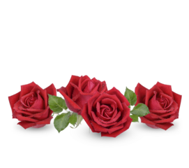 Red rose with water drops isolated on transparent background. (.PNG)