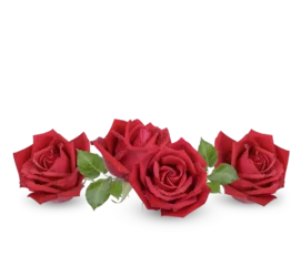 Tuinposter Red rose with water drops isolated on transparent background. (.PNG) © sathit