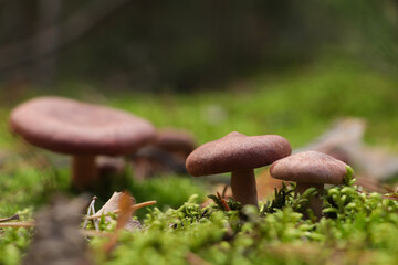 Beautiful lactarius mushrooms growing in forest on autumn day, space for text
