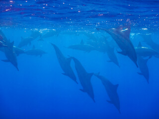 many dolphins dive from the surface into the blue deep