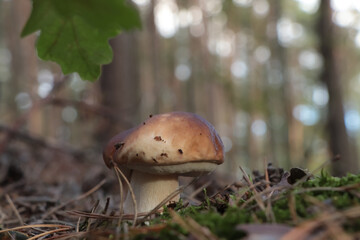 Beautiful porcini mushroom growing in forest on autumn day, closeup