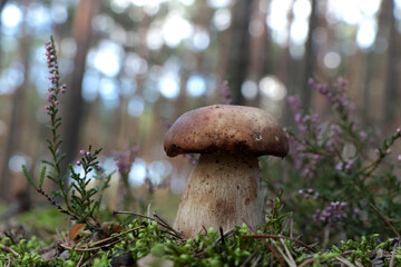 Beautiful porcini mushroom growing in forest on autumn day