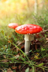 Fresh wild mushroom growing in forest, closeup