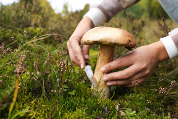 Man cutting porcini mushroom with knife outdoors, closeup. Space for text - obrazy, fototapety, plakaty