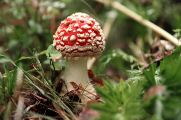 Fresh wild mushroom growing in forest, closeup. Space for text