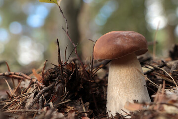Beautiful porcini mushroom growing in forest on autumn day