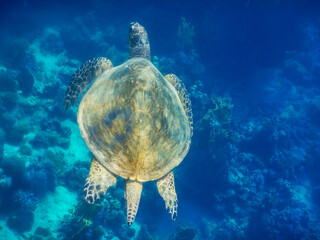 Naklejka premium snorkeling over a green sea turtle in the red sea