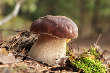 Beautiful porcini mushroom growing in forest on autumn day