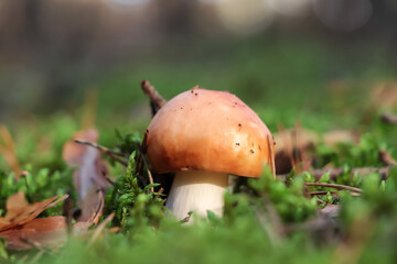 Russula mushroom growing in forest, closeup view