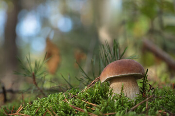 Porcini mushroom growing in forest. Space for text