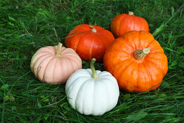 Many ripe pumpkins among green grass outdoors