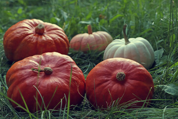 Many ripe pumpkins among green grass outdoors