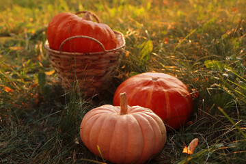 Wicker basket and whole ripe pumpkins among green grass on sunny day