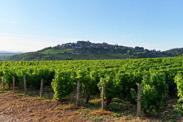 Fototapeta na wymiar Vineyards in hills of Sancerre village. Loire valley