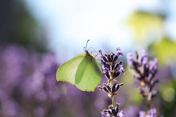 Beautiful butterfly in lavender field on summer day, closeup