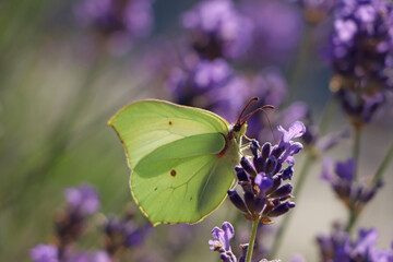 Beautiful butterfly in lavender field on sunny day, closeup