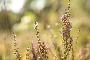 Beautiful meadow plants on sunny day, closeup