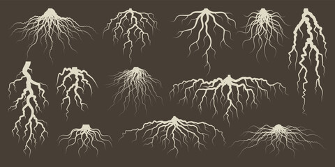 Various brown tree or shrub roots. Parts of plant, root system with tree stump. Dendrology, study of woody plants. Sketch drawing. Vector illustration