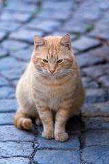 Fototapeta na wymiar cat in the Street