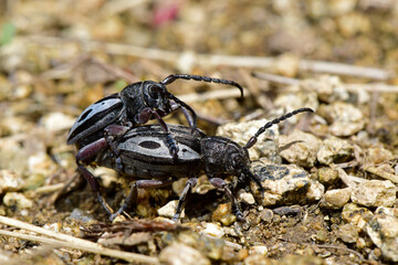 Flat-faced longhorn // Weberbock (Dorcadion ljubetense) - Prespa national park (above 1400m), Greece