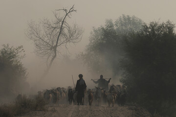 shepherds with flock of sheep in the dusty road 