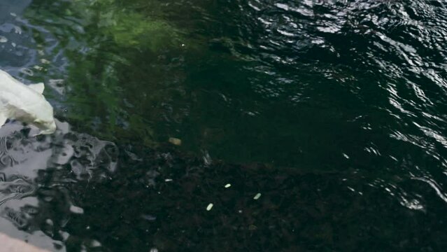 Amur carp swim slowly in an open pond. Relaxation. Close-up.