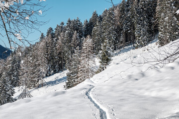 Obraz premium Snowy path to forrest