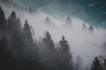 Trees in winter fog