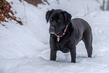 Black labrador in snow