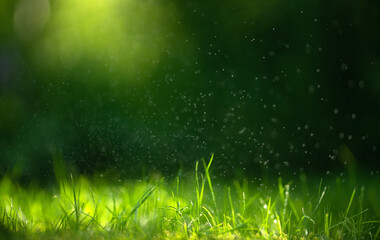 Fototapeta na wymiar Rectangular background with green grass and dew drops. Macrophotography of dew on the grass in the rays of the morning sun. Summer background in the form of an elongated banner. Natural background for