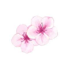 Watercolor almond or cherry blossoms. Illustration of pink flowers. Hand drawn natural elements for packaging, label, logo, decoration design.