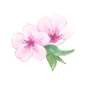Watercolor almond or cherry blossoms with green leaves. Illustration of pink flowers. Hand drawn natural elements for packaging, label, logo, decoration design.