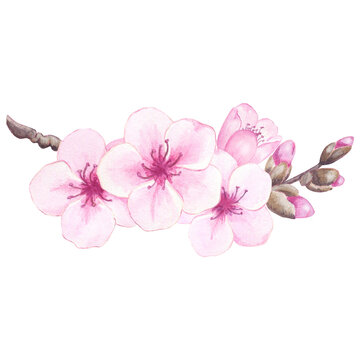 Watercolor almond or cherry blossom on branch. Illustration of pink flowers and buds. Hand drawn natural element for packaging, label, logo, decoration design.