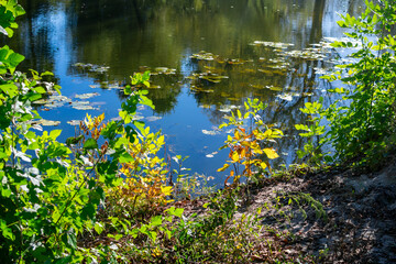 Obraz premium Autumn tree on a blue background of river water.